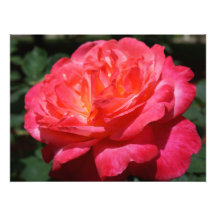 Rozenfotografie Grote Roze Rode Roos Bloemig