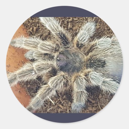 Rozenhaar sticker (Voorkant)