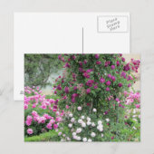 Rozentuin Briefkaart (Voorkant / Achterkant)