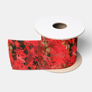 Ruban En Satin Érable japonais 'Bloodgood' / Chute rouge /