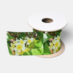 Ruban En Satin Frangipanis Jaune Cultivant Sur Un Arbre,