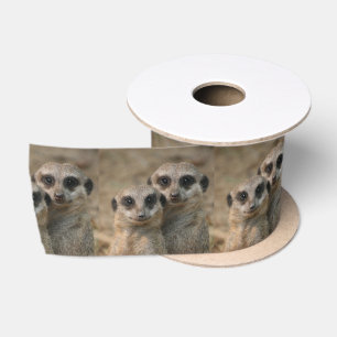 Ruban En Satin Meerkat20151015