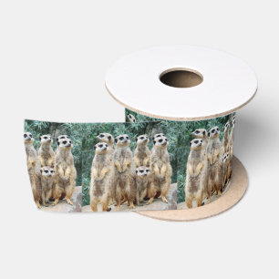 Ruban En Satin Meerkat 006