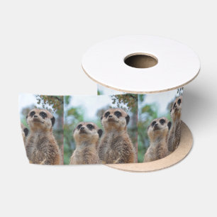 Ruban En Satin Meerkat_2015_0410