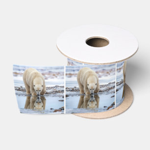 Ruban En Satin Ours polaire regardant son reflet