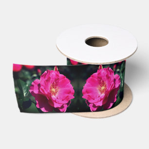 Ruban En Satin Rose rose en pleine floraison Gros plan