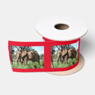 Ruban En Satin Un éléphant africain au Safari