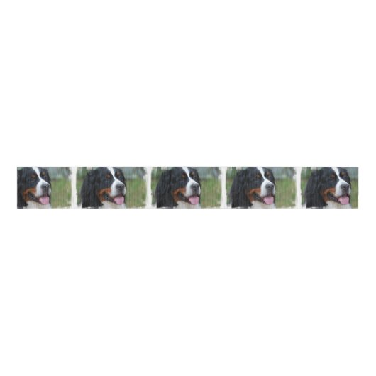 Ruban Gros-grain bernese-mountain-dog-7 (Devant)