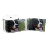 Ruban Gros-grain bernese-mountain-dog-7 (Bobine)
