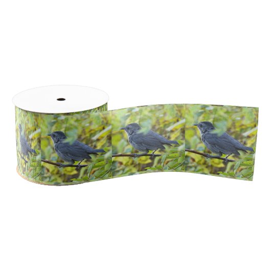 Ruban Gros-grain Bird Photo Ribbon (Bobine)