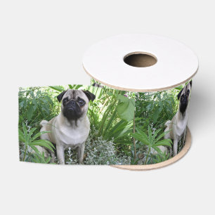 Ruban Gros-grain pug assis