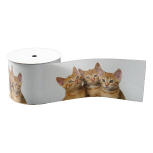 Ruban Gros-grain Trois mignons chatons au gingembre ensemble - Phot