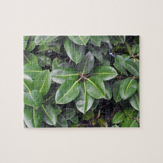 Rubber Tree Closeup Legpuzzel (Horizontaal)