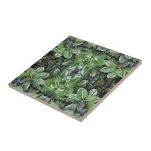 Rubber Tree Leaf Patroon Tegeltje