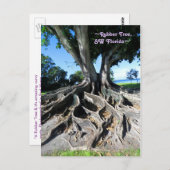 Rubber tree Racines Courbées Fort Myers Carte post (Devant / Derrière)