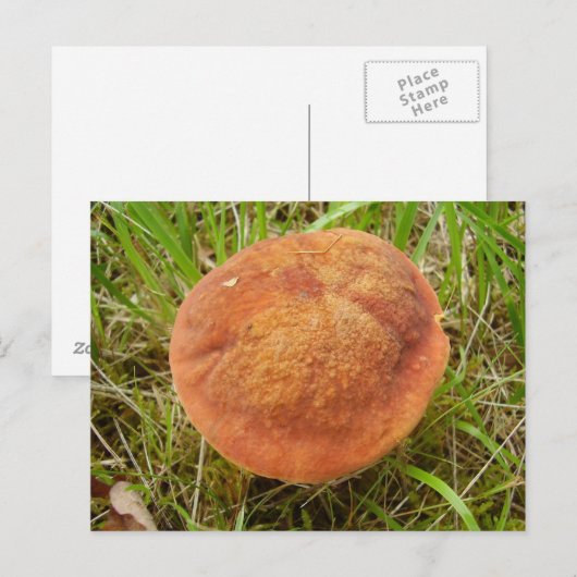 Ruby Bolete Briefkaart (Voorkant / Achterkant)