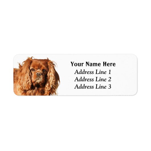 Ruby Cavalier King Charles Return Etiket (Voorkant)