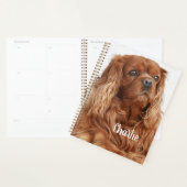 Ruby Cavalier King Charles Spaniel Chien (Devant avec enveloppe)