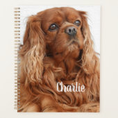 Ruby Cavalier King Charles Spaniel Chien (Devant)