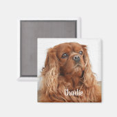 Ruby Cavalier King Charles Spaniel Chien Magnet (Recto/Verso)