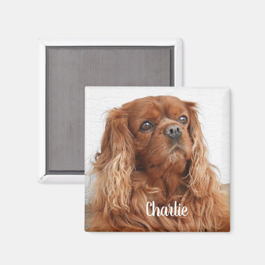 Ruby Cavalier King Charles Spaniel Chien Magnet (Recto/Verso)