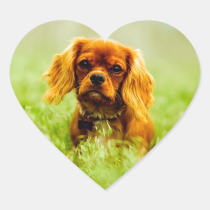 Ruby Cavalier King Charles Spaniel Dog Hart Sticker