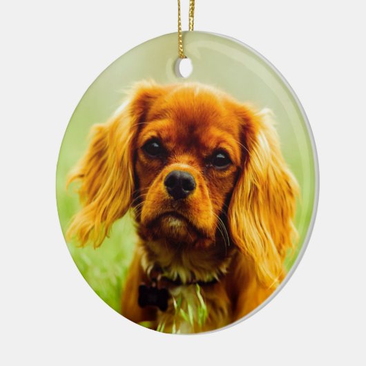 Ruby Cavalier King Charles Spaniel Dog Keramisch Ornament (Links)