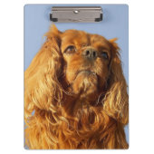 Ruby Cavalier King Charles Spaniel Dog klembord (Voorkant)
