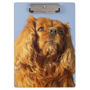 Ruby Cavalier King Charles Spaniel Dog klembord