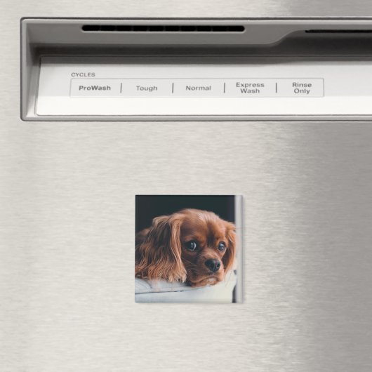 Ruby Cavalier King Charles Spaniel Dog Magneet (Insitu (Vaatwasser))