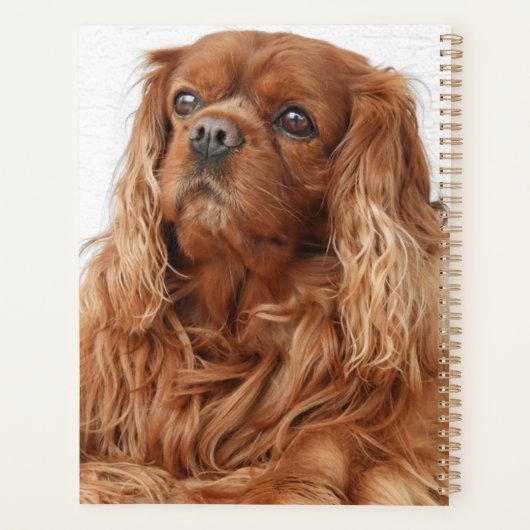 Ruby Cavalier King Charles Spaniel Dog Planner (Achterkant)