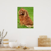 Ruby Cavalier King Charles Spaniel Dog Poster (Keuken)