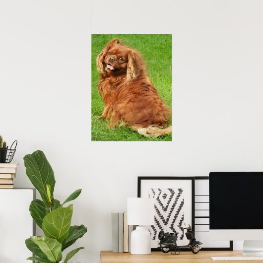 Ruby Cavalier King Charles Spaniel Dog Poster (Thuiskantoor)