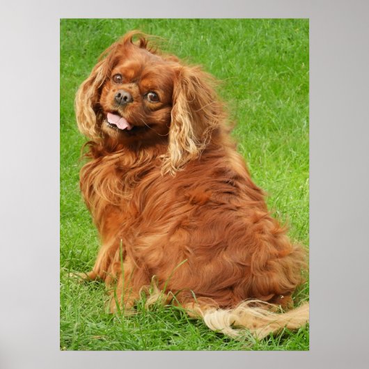Ruby Cavalier King Charles Spaniel Dog Poster (Voorkant)