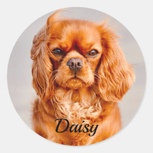 Ruby Cavalier King Charles Spaniel Dog Ronde Sticker