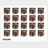 Ruby Cavalier King Charles Spaniel Dog Vierkante Sticker (Vel)