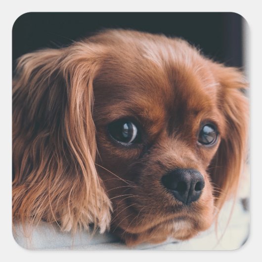 Ruby Cavalier King Charles Spaniel Dog Vierkante Sticker (Voorkant)