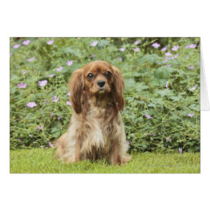 Ruby Cavalier King Charles Spaniel in het gras