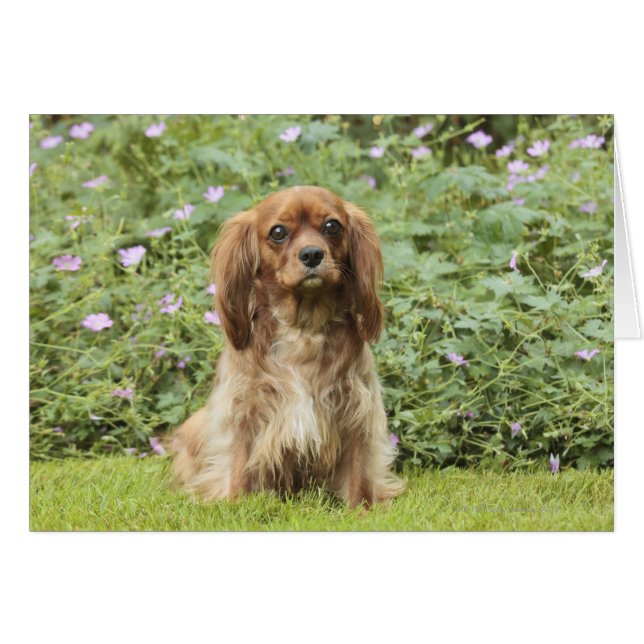 Ruby Cavalier King Charles Spaniel in het gras (Voorkant Horizontaal)