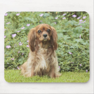 Ruby Cavalier King Charles Spaniel in het gras Muismat