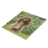 Ruby Cavalier King Charles Spaniel in het gras Tegeltje (Zijkant)