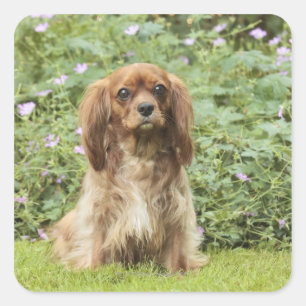Ruby Cavalier King Charles Spaniel in het gras Vierkante Sticker