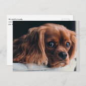 Ruby Cavalier King Charles Spaniel Puppy Dog Briefkaart (Voorkant / Achterkant)