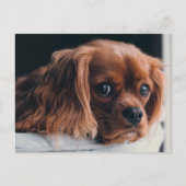 Ruby Cavalier King Charles Spaniel Puppy Dog Briefkaart (Voorkant)