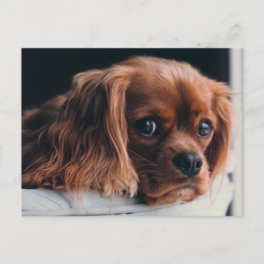 Ruby Cavalier King Charles Spaniel Puppy Dog Briefkaart (Voorkant)