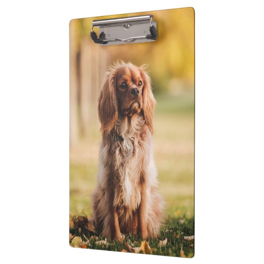 Ruby Cavalier King Charles Spaniel Puppy Dog Klembord (Links)