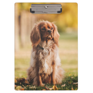 Ruby Cavalier King Charles Spaniel Puppy Dog Klembord