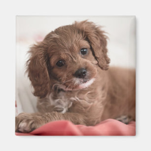 Ruby Cavapoo Puppy Dog Magneet