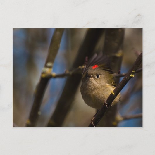 Ruby Crowned Kinglet 01 Briefkaart (Voorkant)