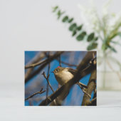 Ruby Crowned Kinglet 02 Briefkaart (Staand voorkant)